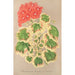 Reprodukcja obrazu Pelargonia zonalna var. quadricolor - Charles Antoine Lemaire