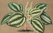 Peperomia Verschaffeltii - Charles Antoine Lemaire — widok dzieła