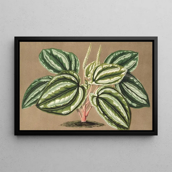 Charles Antoine Lemaire - Peperomia Verschaffeltii.webp
