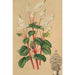 Peperomia resediflora - Charles Antoine Lemaire — widok dzieła