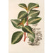 Peperomia velutina - Charles Antoine Lemaire — widok dzieła