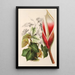 Reprodukcja obrazu Philodendron daguense - Charles Antoine Lemaire