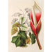 Reprodukcja obrazu Philodendron daguense - Charles Antoine Lemaire