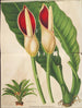 Philodendron calophyllum - Charles Antoine Lemaire — widok dzieła