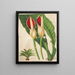 Philodendron calophyllum - Charles Antoine Lemaire — oprawiony obraz na ścianie
