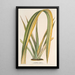 Reprodukcja obrazu Phormium tenax fol. var. - Charles Antoine Lemaire