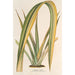 Reprodukcja obrazu Phormium tenax fol. var. - Charles Antoine Lemaire