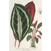Phrynium maranta vandenheckei - Charles Antoine Lemaire — widok dzieła