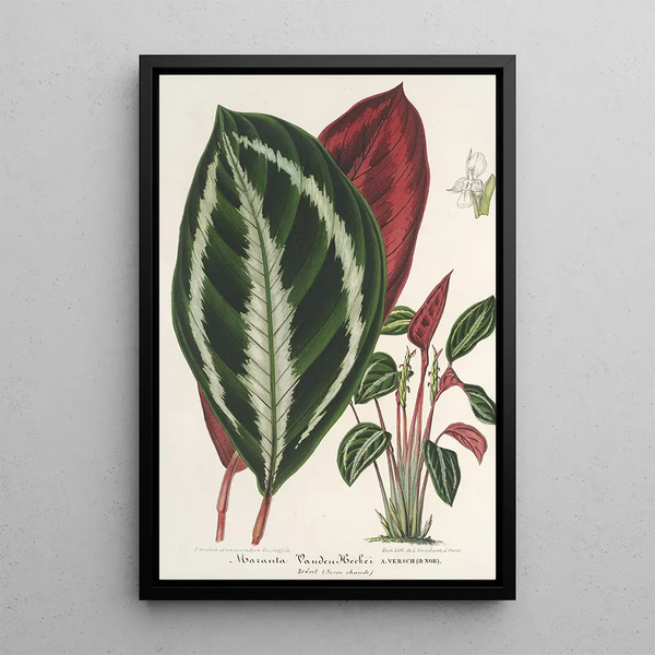 Charles Antoine Lemaire - Phrynium Maranta VandenHeckei.webp