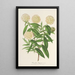Reprodukcja obrazu Pimelea elegans - Charles Antoine Lemaire