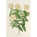 Reprodukcja obrazu Pimelea elegans - Charles Antoine Lemaire