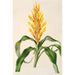 Pitcairnia andreana - Charles Antoine Lemaire — widok dzieła