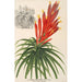 Pitcairnia aphelandriflora - Charles Antoine Lemaire — widok dzieła