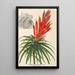 Pitcairnia aphelandriflora - Charles Antoine Lemaire — oprawiony obraz na ścianie