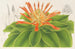 Pitcairnia tabuliformis - Charles Antoine Lemaire — widok dzieła