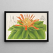 Pitcairnia tabuliformis - Charles Antoine Lemaire — oprawiony obraz na ścianie