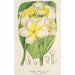 Plumeria lutea - Charles Antoine Lemaire — widok dzieła