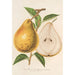 Reprodukcja obrazu Poire beurré Jean Van Geert - Charles Antoine Lemaire