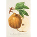 Reprodukcja obrazu Poire beurré de Ghlin - Charles Antoine Lemaire