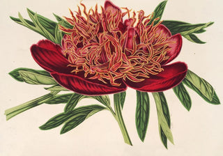 Charles Antoine Lemaire - Ponia officicinalis var aureolimbata.webp
