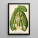 Reprodukcja obrazu Posoqueria fragrantissima - Charles Antoine Lemaire
