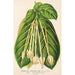 Reprodukcja obrazu Posoqueria fragrantissima - Charles Antoine Lemaire