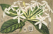 Posoqueria multiflora - Charles Antoine Lemaire — widok dzieła
