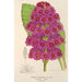 Reprodukcja obrazu Primula japonica - Charles Antoine Lemaire