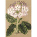 Reprodukcja obrazu Primula cortusoides var. grandiflora - Charles Antoine Lemaire