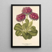 Reprodukcja obrazu Primula intermedia hybrida - Charles Antoine Lemaire