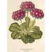 Reprodukcja obrazu Primula intermedia hybrida - Charles Antoine Lemaire
