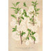Prunus sinensis japonica - Charles Antoine Lemaire — widok dzieła