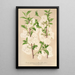 Prunus sinensis japonica - Charles Antoine Lemaire — oprawiony obraz na ścianie