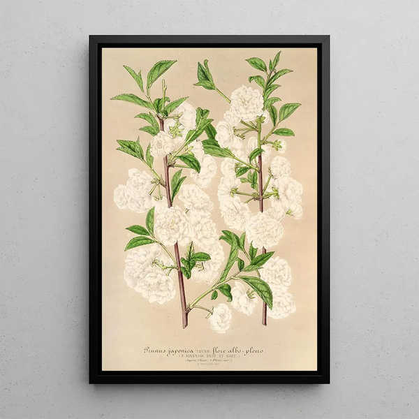 Charles Antoine Lemaire - Prunus sinensis japonica.webp
