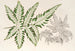 Pteris argyrea - Charles Antoine Lemaire — widok dzieła
