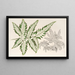 Pteris argyrea - Charles Antoine Lemaire — oprawiony obraz na ścianie