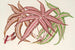 Pteris aspericaulis var. tricolor - Charles Antoine Lemaire — widok dzieła
