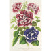 Petunia inimitabilis hybride flore plein - Charles Antoine Lemaire — widok dzieła