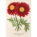 Reprodukcja obrazu Pyrethrum Souvenir de Vandervinnen - Charles Antoine Lemaire