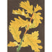 Reprodukcja obrazu Quercus robur var. Concordia - Charles Antoine Lemaire