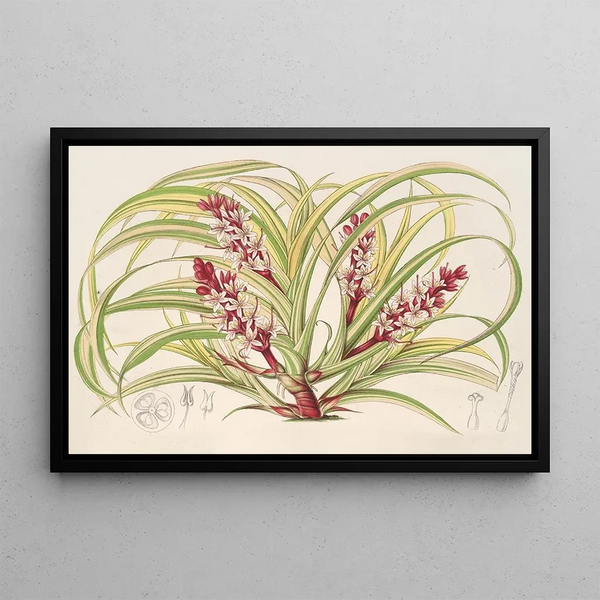 Charles Antoine Lemaire - Reineckea carnea fol varieg.webp