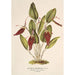 Reprodukcja obrazu Restrepia antennifera - Charles Antoine Lemaire