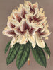 Rhododendron Archiduc Albert hybrydowy - Charles Antoine Lemaire — widok dzieła