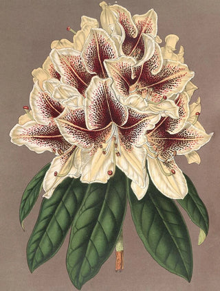Charles Antoine Lemaire - Rhododendrum Archiduc Albert hybride.webp
