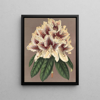 Charles Antoine Lemaire - Rhododendrum Archiduc Albert hybride.webp