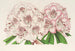 Rhododendron Bijou de Gand hybrydowy - Charles Antoine Lemaire — widok dzieła