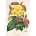 Rhododendron Boothii - Charles Antoine Lemaire — widok dzieła