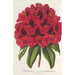 Rhododendron Duc Adolphe de Nassau - Charles Antoine Lemaire — widok dzieła