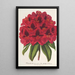 Rhododendron Duc Adolphe de Nassau - Charles Antoine Lemaire — oprawiony obraz na ścianie