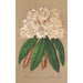 Rhododendron Grand Duc de Bade - Charles Antoine Lemaire — widok dzieła